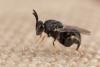 Brachymeria sp.